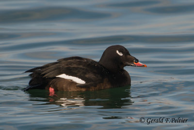 White - winged Scoter  ( male )