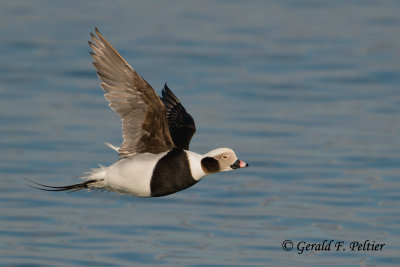 Long - tailed Duck  8 