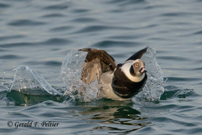 Long - tailed Duck 9   ( 1st of take - off sequence )