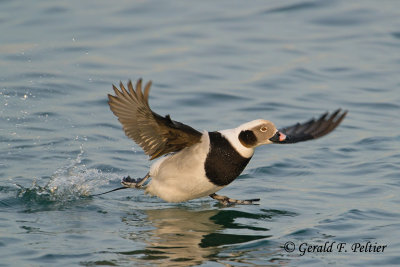 Long - tailed Duck 10  ( 2nd of take - off sequence )