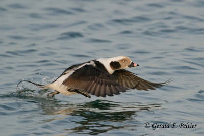 Long - tailed Duck  11   ( 3rd of take - off sequence )