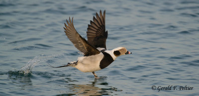 Long - tailed Duck  12  ( 4th of take - off sequence )