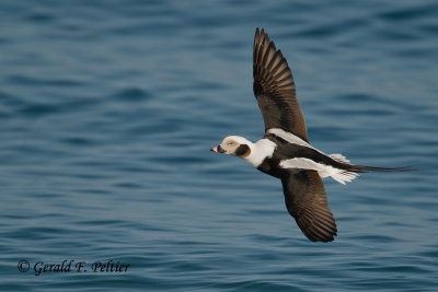 Long - tailed Duck  13