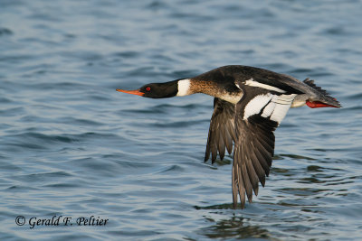 Red - breasted Merganser