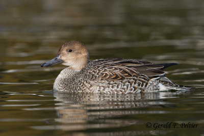 Northern Pintail  (f)