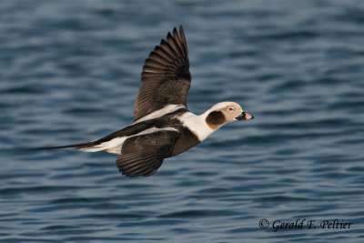 Long - tailed Duck   ( re - edit of  7 )
