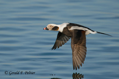 Long - tailed Duck  14