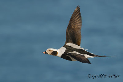 Long - tailed Duck  15