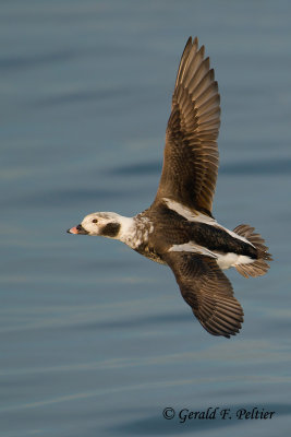 Long - tailed Duck  16  ( 1st year male )