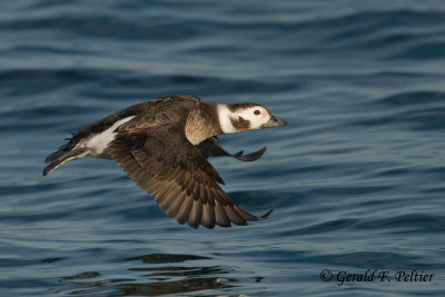 Long - tailed Duck  18