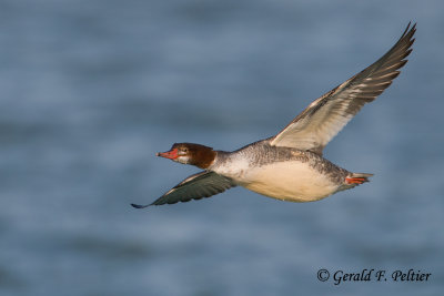 Common Merganser (f)