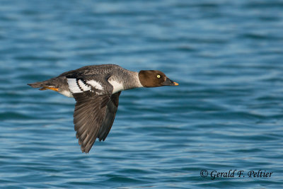 Common Goldeneye  (f)