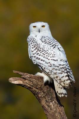 Snowy Owl  (captive)