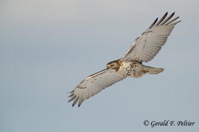 Red - tailed Hawk  