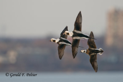 Long - tailed Ducks  