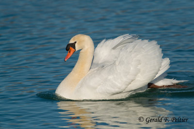 Mute Swan  27