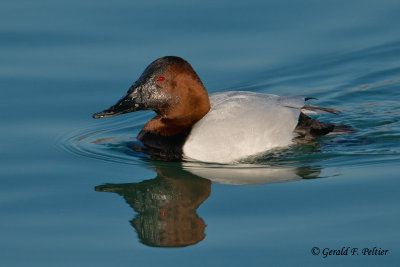 Canvasback