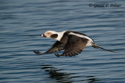 Long - tailed Duck  