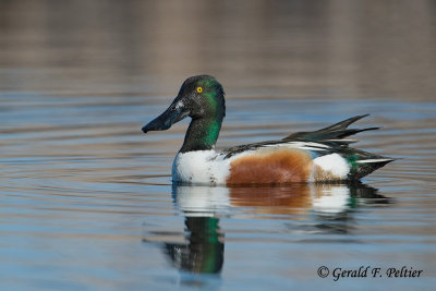 Northern Shoveler  1