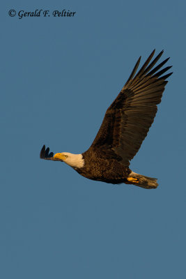   Bald Eagle at Sundown 