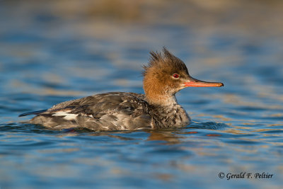 Red - breasted Merganser (f)