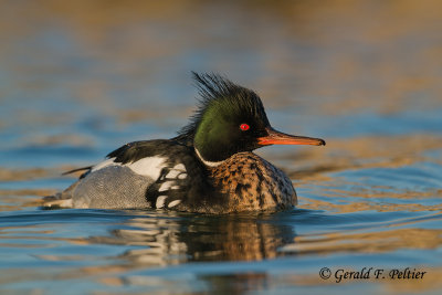 Red - breasted Merganser