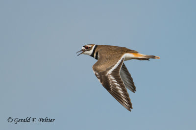 Killdeer
