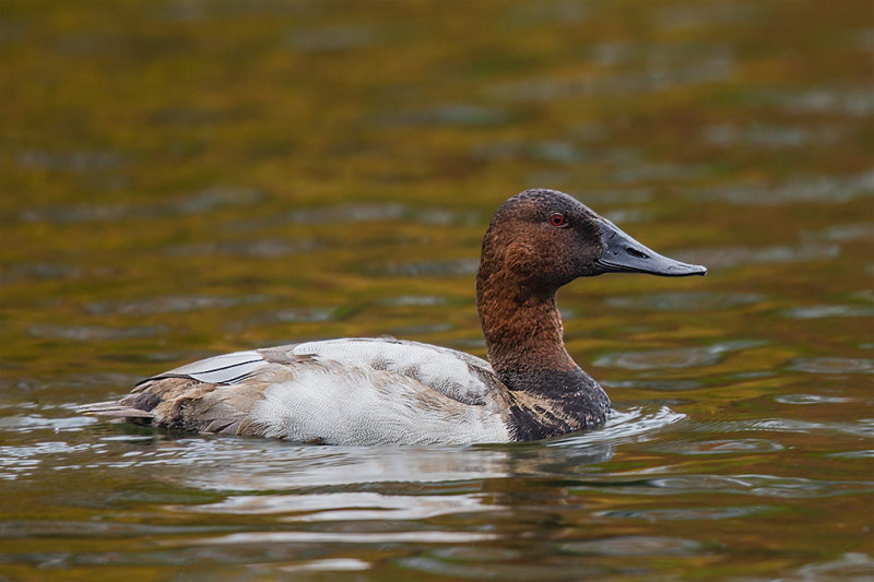 Canvasback 