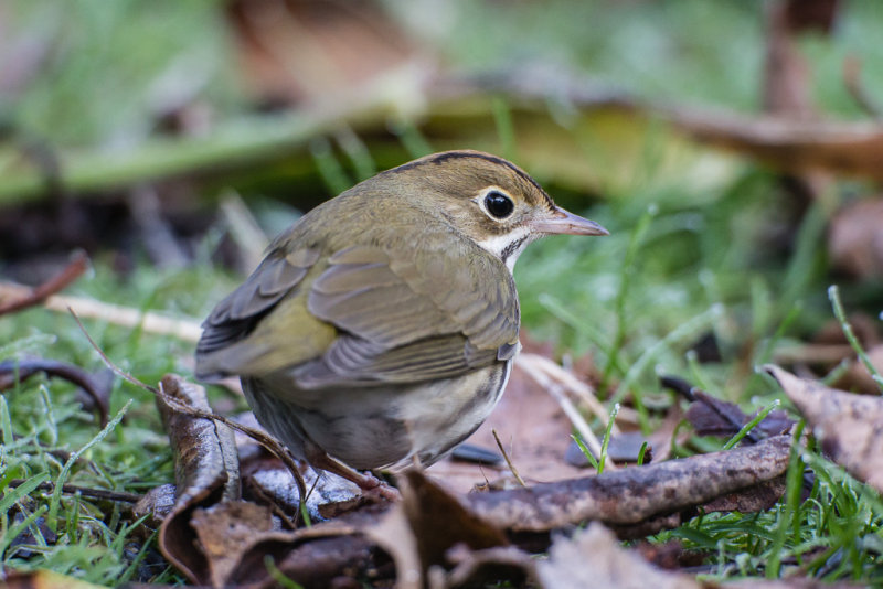 Ovenbird