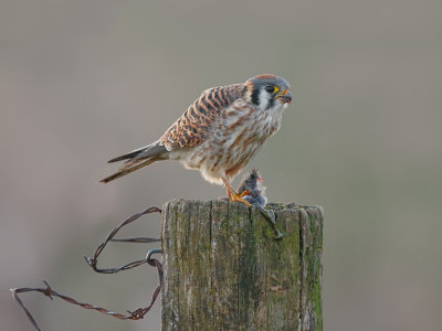 Kestrel