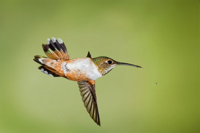  Rufous Hummingbird upside Down