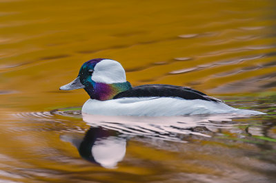 Bufflehead 