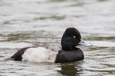 Lesser Scaup 