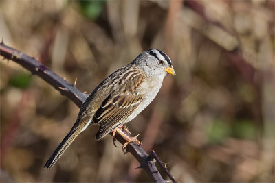 White Crowned Sparrow