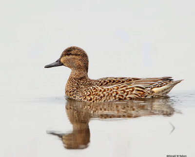 Green Winged Teal_Female