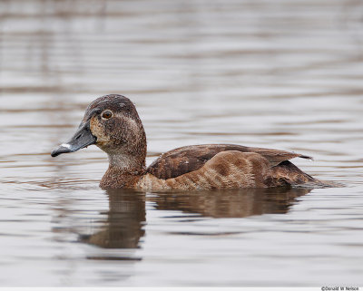 Ring Neck Duck_female