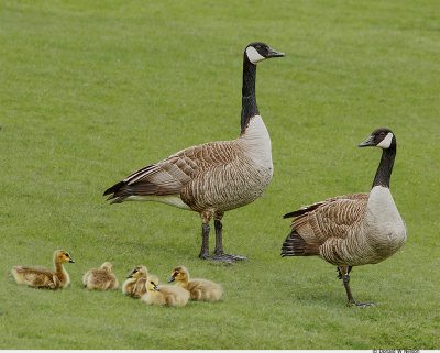 Canada Goose