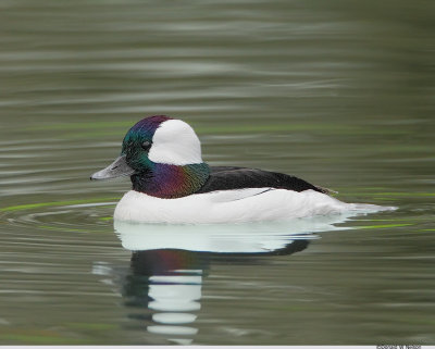 Bufflehead