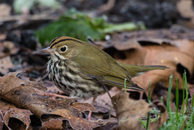 Ovenbird