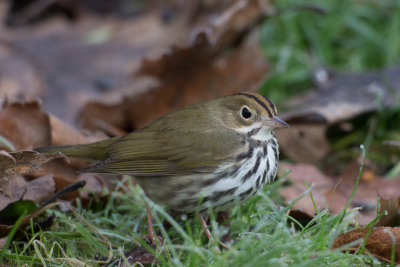 Ovenbird