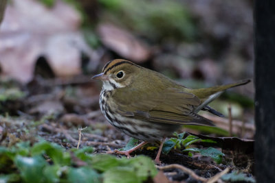 Ovenbird