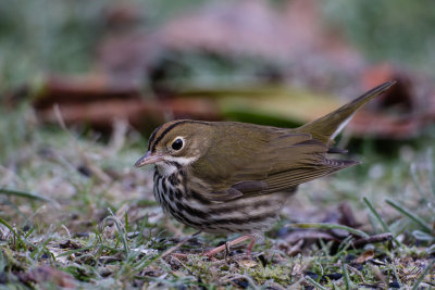 Ovenbird