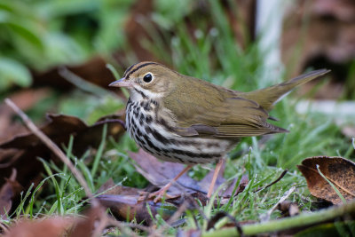 Ovenbird