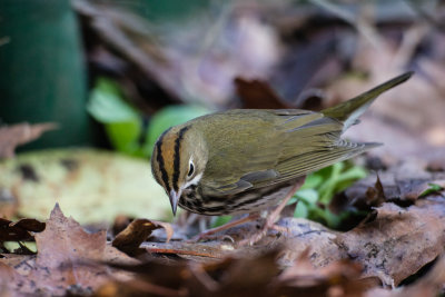 Ovenbird
