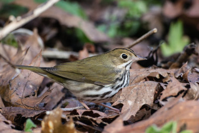 Ovenbird