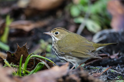 Ovenbird