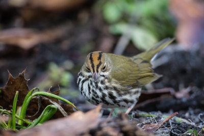 Ovenbird