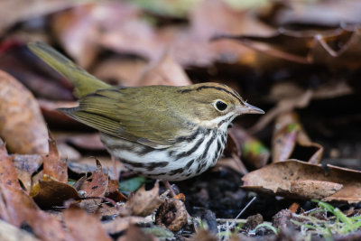 Ovenbird