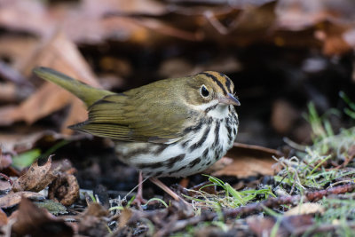 Ovenbird