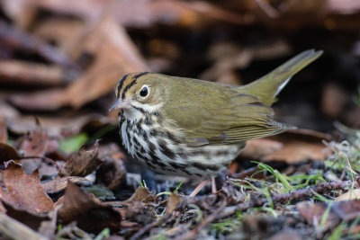 Ovenbird